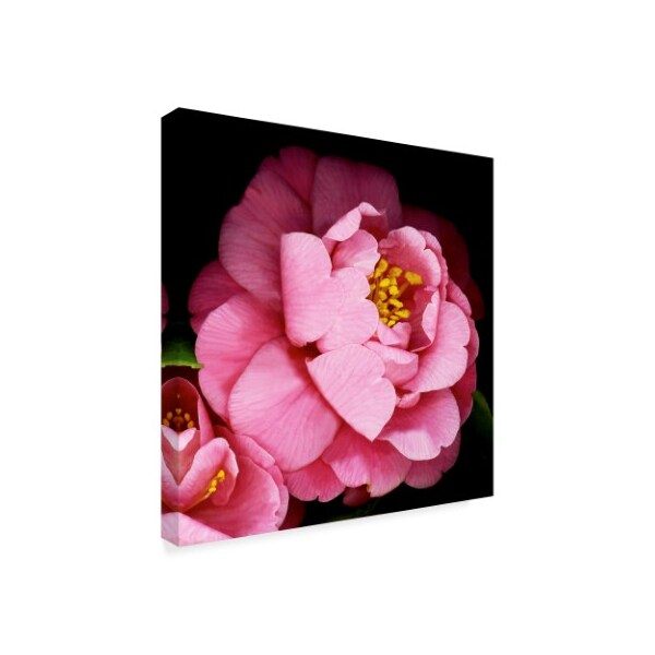 Susan S. Barmon 'Camellia' Canvas Art,24x24